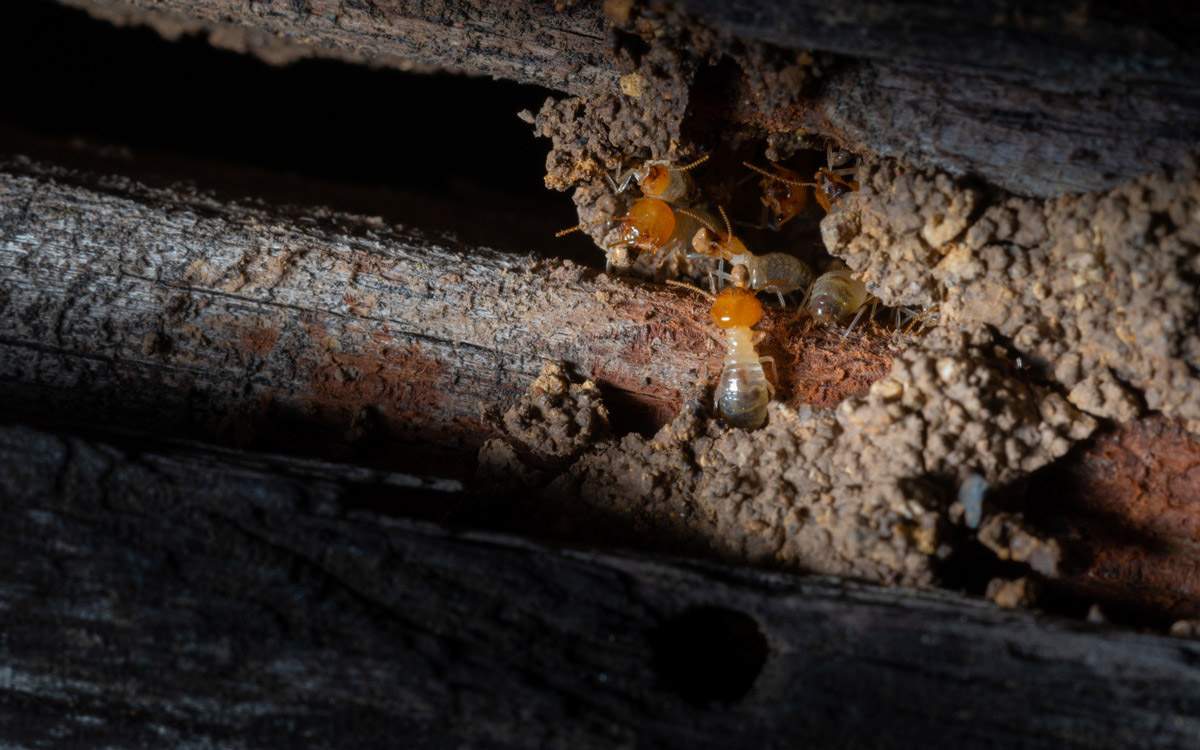 termites Termites in the wooden cracks in Pensacola, FL<br />