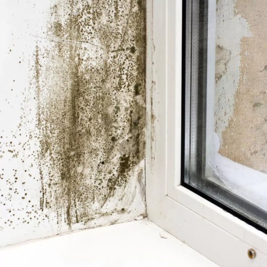 mold-around-window Mold growth on the wall surrounding a window in a Florida<br />