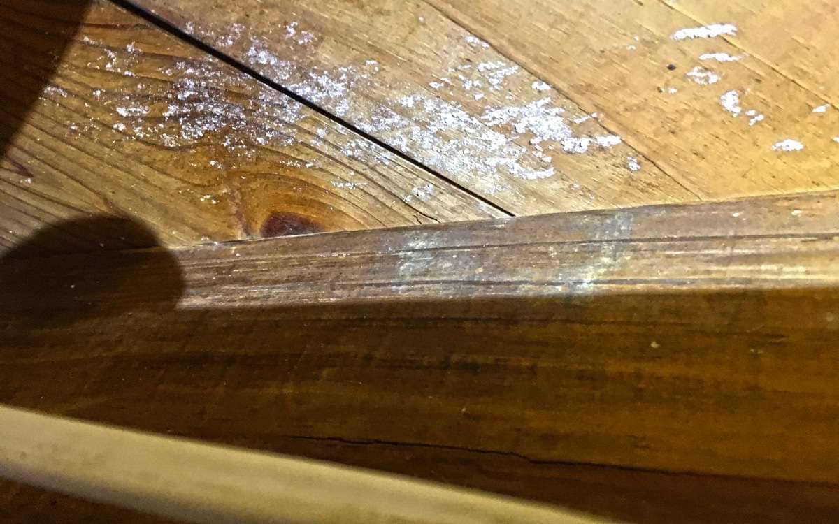 crawl-space-mold Mold growing in a crawl space in Pensacola, FL