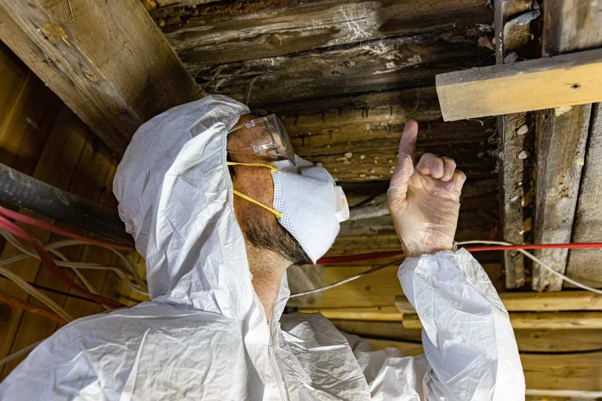 man-inspecting-a-crawl-space A man in a white protective suit and mask inspects a ceiling for mold in Pensacola, FL<br />